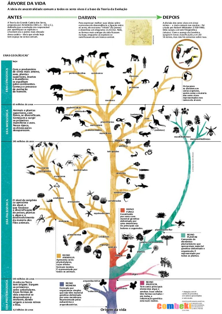 Modern evrim ağacı diyagramı | Modern evolutionary tree diagram