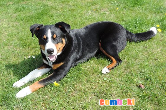 Appenzell Dağ Köpeği - Hakkında Geniş Bilgi Pembebere.com