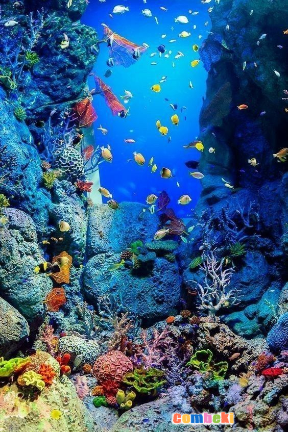 Sualtı dünyasının Gizemleri - Hakkında Geniş Bilgi Pembebere.com