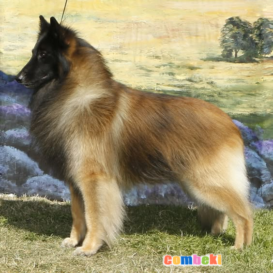 Belçika Tervuren