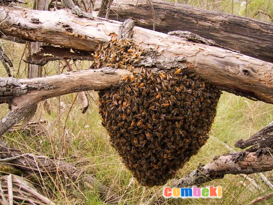 Duvarcı Eşek Arısı - Hakkında Geniş Bilgi Pembebere.com