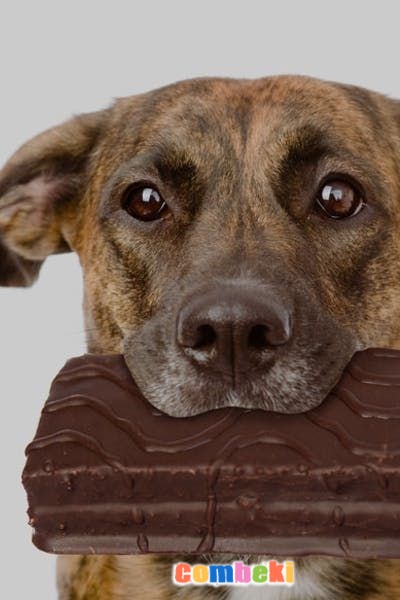 Köpeğinizin 10 Ricası - Hakkında Geniş Bilgi Pembebere.com