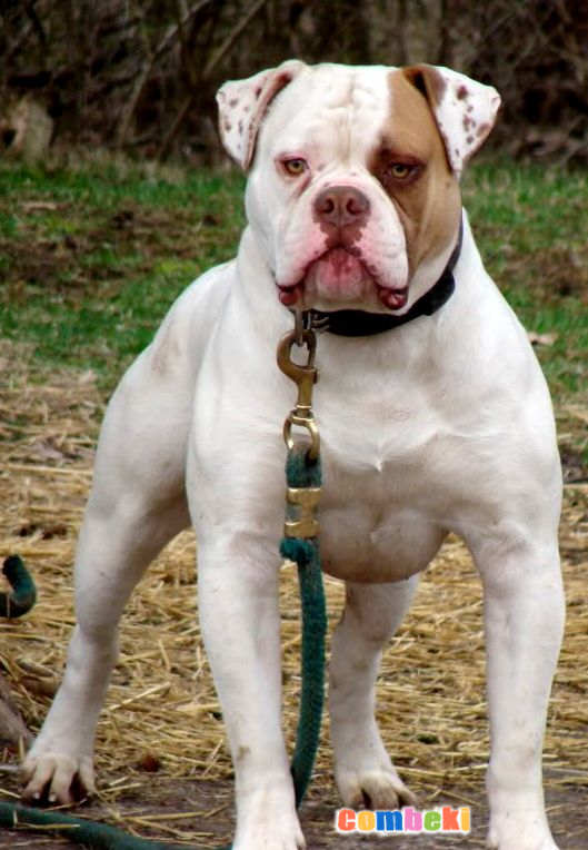 Amerikan Bulldog - Hakkında Geniş Bilgi Pembebere.com