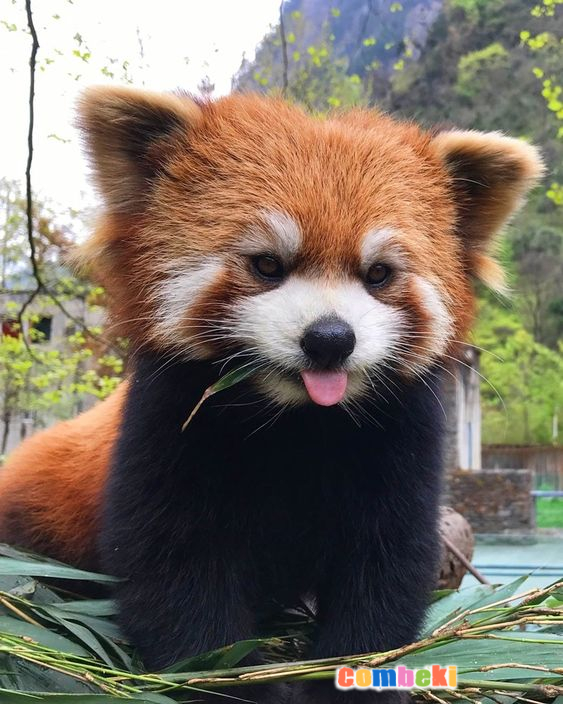 Kızıl Panda - Pembebere.com