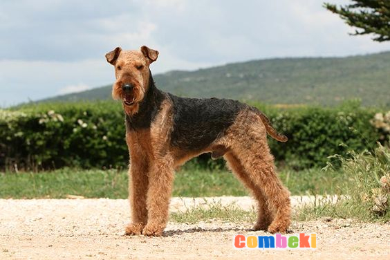 Airedale Terrier - Hakkında Geniş Bilgi Pembebere.com