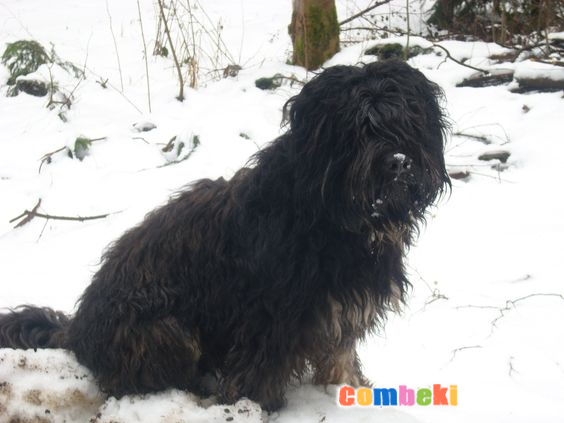 Cao de Serra de Aires - Hakkında Geniş Bilgi Pembebere.com