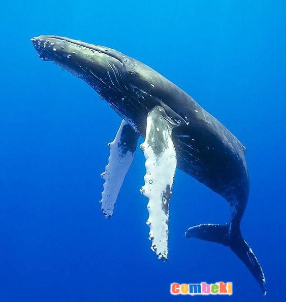 Balinalar - Hakkında Geniş Bilgi Pembebere.com