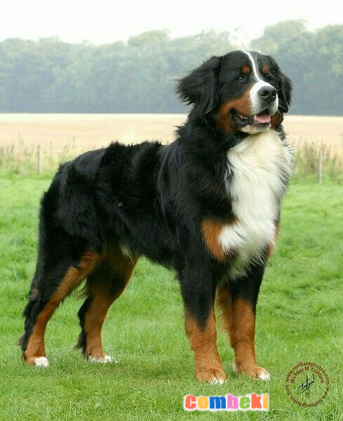 Bernese Dağ Köpeği