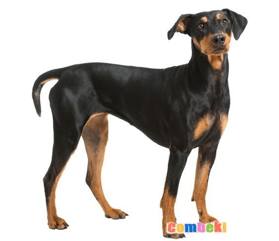 Avusturyalı Pinscher