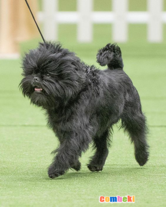 Affenpinscher - Hakkında Geniş Bilgi Pembebere.com