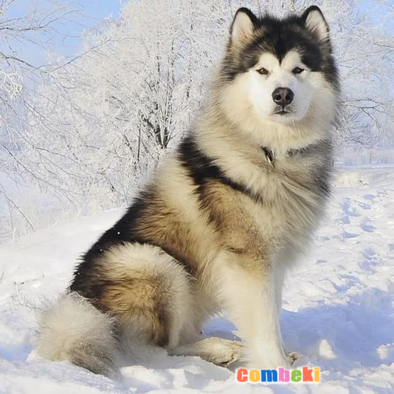 Alaskan Malamute - Hakkında Geniş Bilgi Pembebere.com