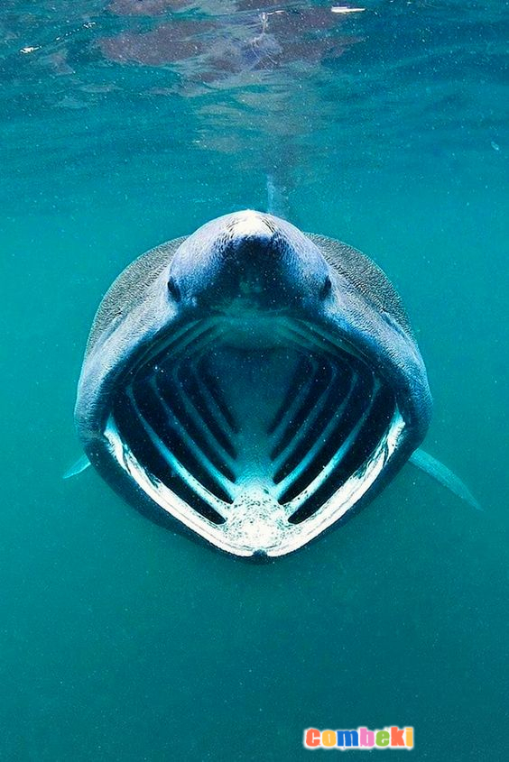 Camgöz Köpek Balığı - Pembebere.com