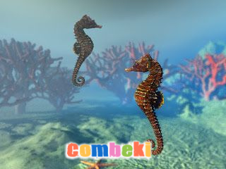 Sualtı dünyasının Gizemleri - Hakkında Geniş Bilgi Pembebere.com