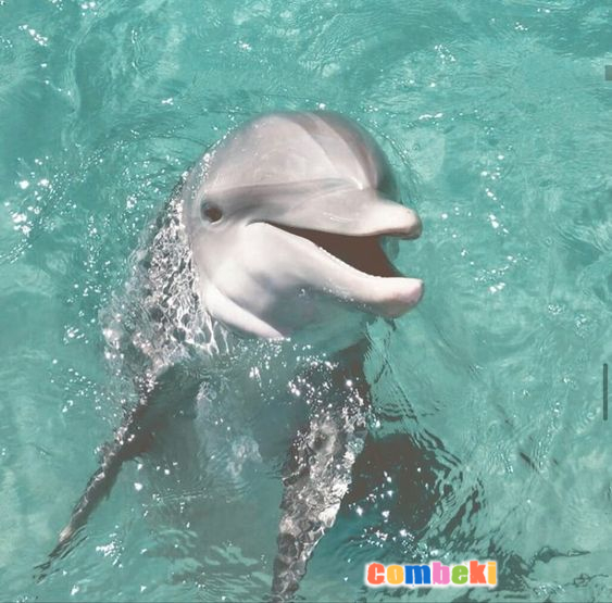 Yunuslar - Hakkında Geniş Bilgi Pembebere.com