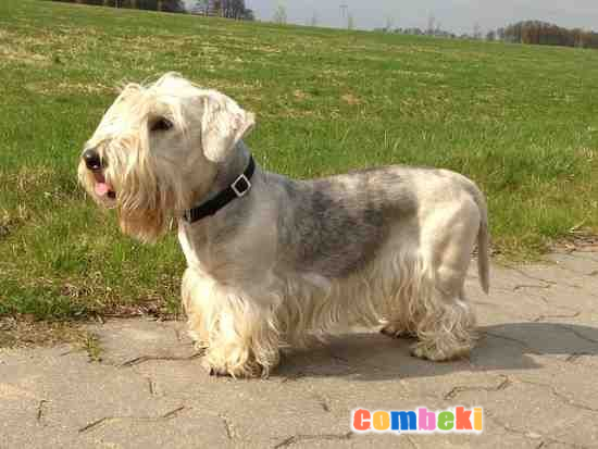 Cesky Terrier Köpeği - Hakkında Geniş Bilgi Pembebere.com