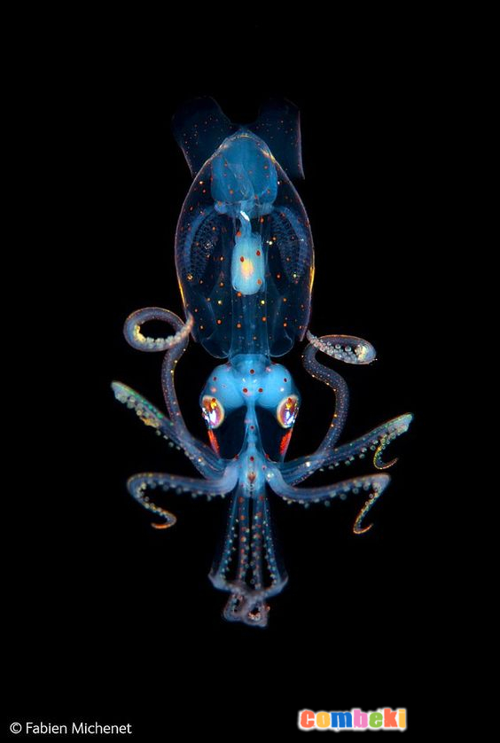 Sualtı dünyasının Gizemleri - Hakkında Geniş Bilgi Pembebere.com