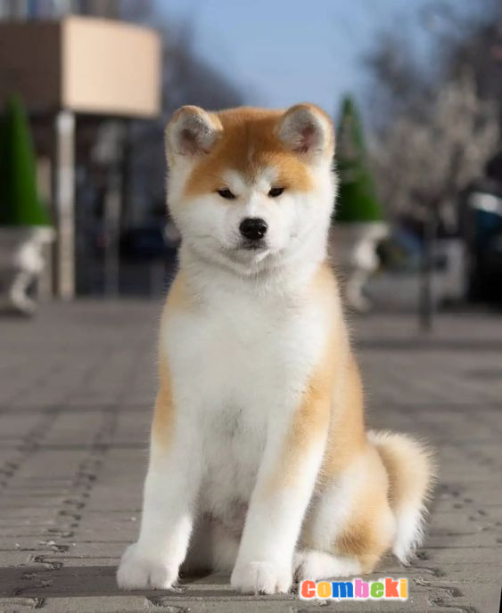 Akita İnu - Hakkında Geniş Bilgi Pembebere.com