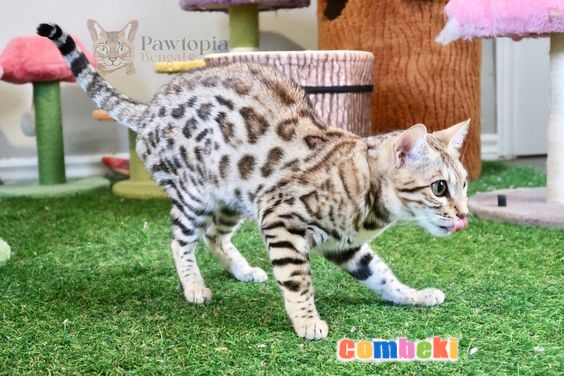 Bengal