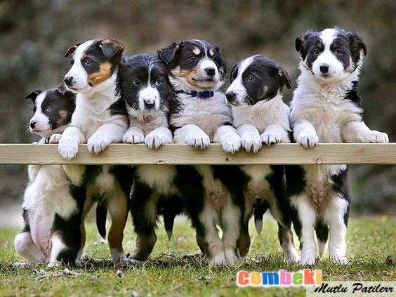 En Zeki Köpekler- Hakkında Geniş Bilgi Pembebere.com