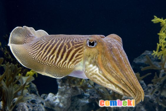 Mürekkep Balığı - Hakkında Geniş Bilgi Pembebere.com