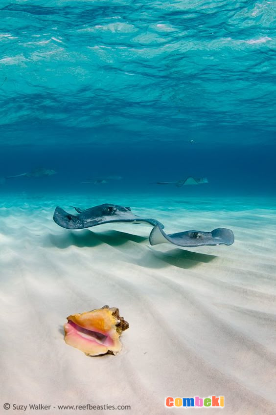 Sualtı dünyasının Gizemleri - Hakkında Geniş Bilgi Pembebere.com