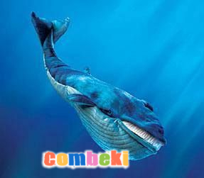 Mavi Balina - Hakkında Geniş Bilgi Pembebere.com