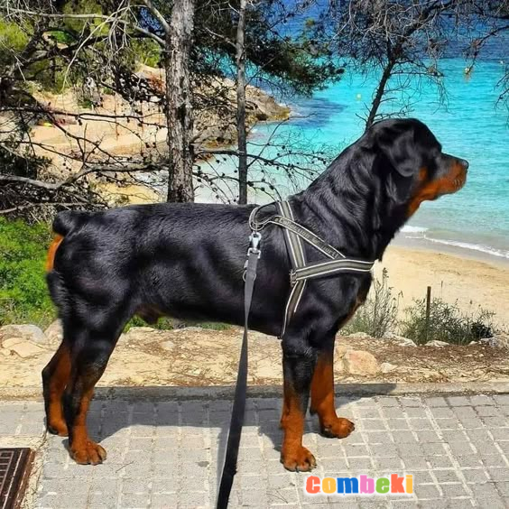 ROTTWEILER - Hakkında Geniş Bilgi Pembebere.com