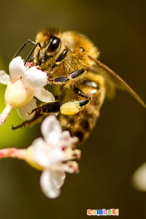 Arı Nasıl Bal Yapar - Hakkında Geniş Bilgi Pembebere.com