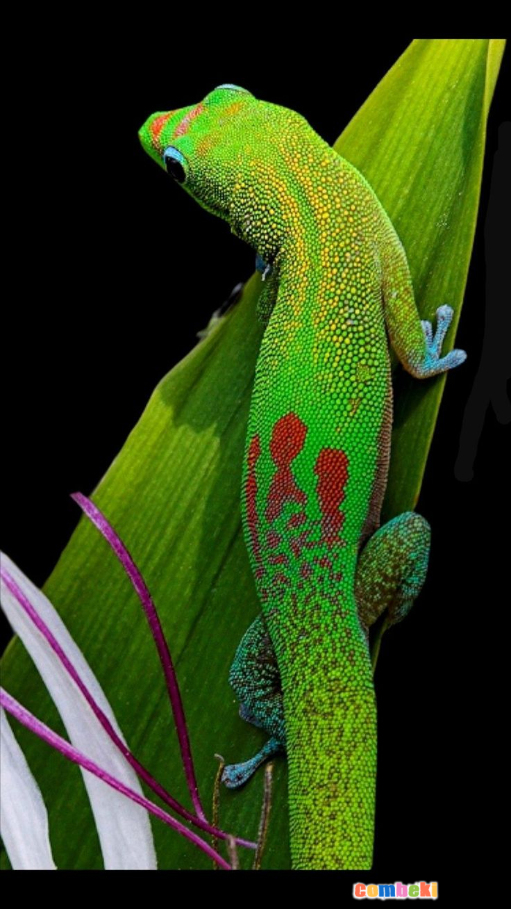 Büyük Madagaskar Gün Gecko`su - Pembebere.com