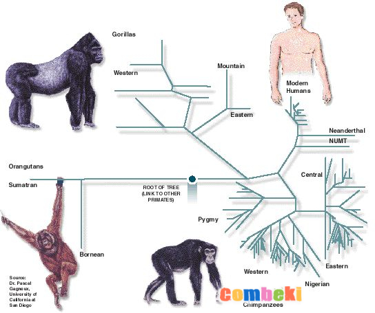 İnsan ve maymun DNA benzerlikleri | Human and monkey DNA similarities