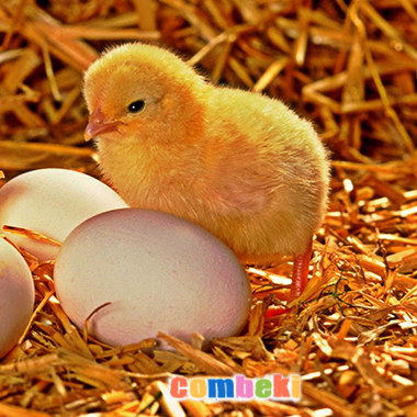 Beş Küçük Civ Civ - Çocuk Şarkısı