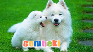 Köpek Sesi - Çocuk Şarkısı