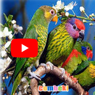 Kuşları Dinle Bak Ne Güzel - Bahar Şarkısı - Çocuk Şarkısı - Şarkı Sözleri - Dinle - İndir