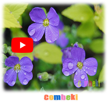 Menekşe Buldum Derede - Çocuk Şarkısı - Şarkı Sözleri - Dinle - İndir