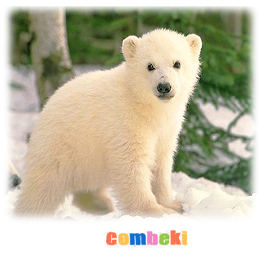 On Küçük Ayıcık - Çocuk Şarkısı - Şarkı Sözleri - Dinle - İndir