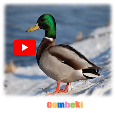 Aman Ördek,Yeşil Yeşil Ördek - Çocuk Şarkısı - Şarkı Sözleri - Dinle - İndir