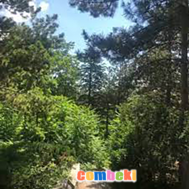 Orman Gücü - Çocuk Şarkısı - Şarkı Sözleri - Dinle - İndir