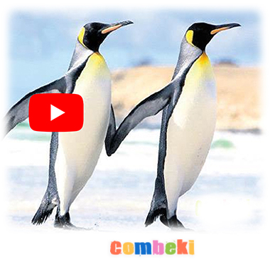 Penguen - Çocuk Şarkısı - Şarkı Sözleri - Dinle - İndir