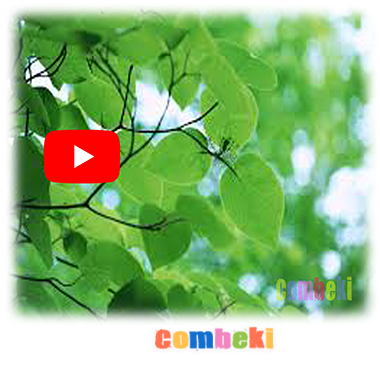 Yeşil Gördüm - Çocuk Şarkısı - Şarkı Sözleri - Dinle - İndir