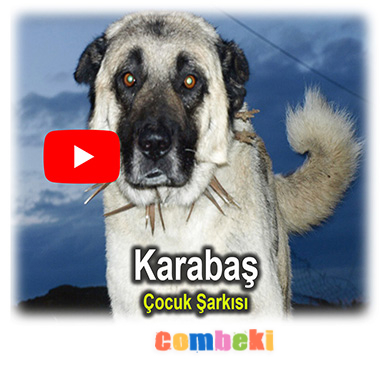 Karabaş Çocuk Şarkısı