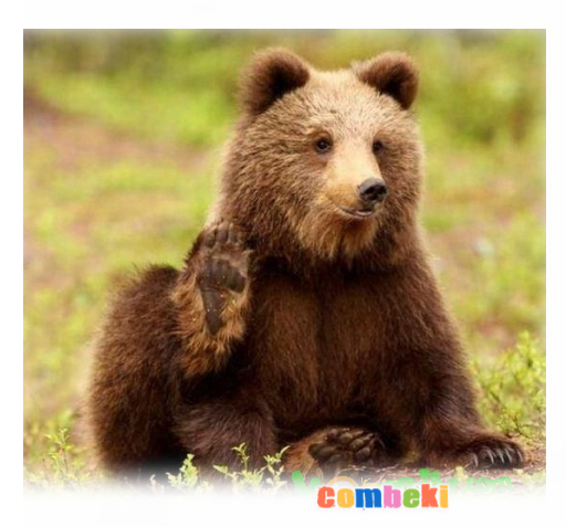 Ayılar Göç Etmiş - Çocuk Şarkısı Ayılar Göç Etmiş - Çocuk Şarkısı