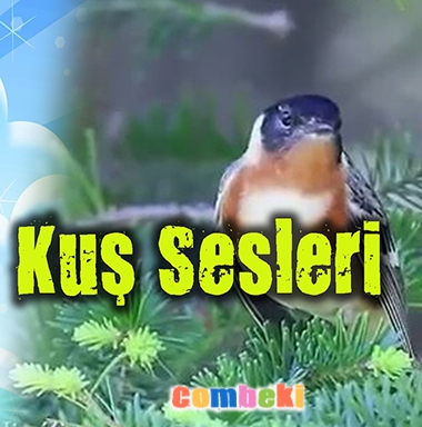 Kuş Sesleri - Çocuk Şarkısı Kuş Sesleri - Çocuk Şarkısı
