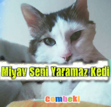Miyav Seni Yaramaz Kedi - Çocuk Şarkısı - Şarkı Sözleri - Dinle - İndir Miyav Seni Yaramaz Kedi - Çocuk Şarkısı - Şarkı Sözleri - Dinle - İndir
