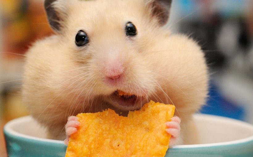 hamster-nasil-egitilir-820x510.jpg