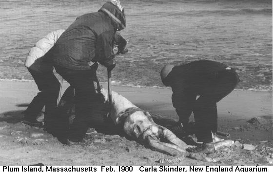 squid_plum_island_beach.gif