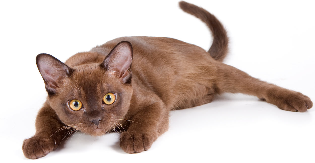 burmese-cat-names.jpg